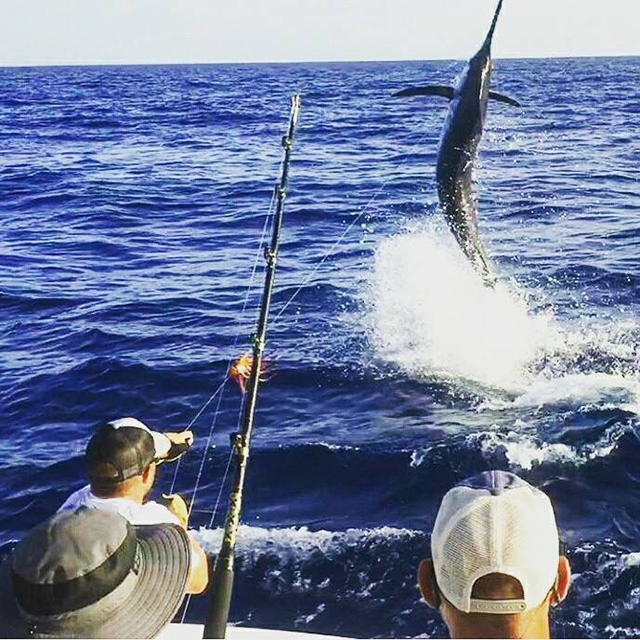 ANGLER: Mark Baker SPECIES: Blue Marlin WEIGHT: Est 400lb LURE: JB Lures Big Dingo.